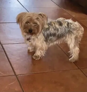 Lost dog in Sacramento, CA, 95815