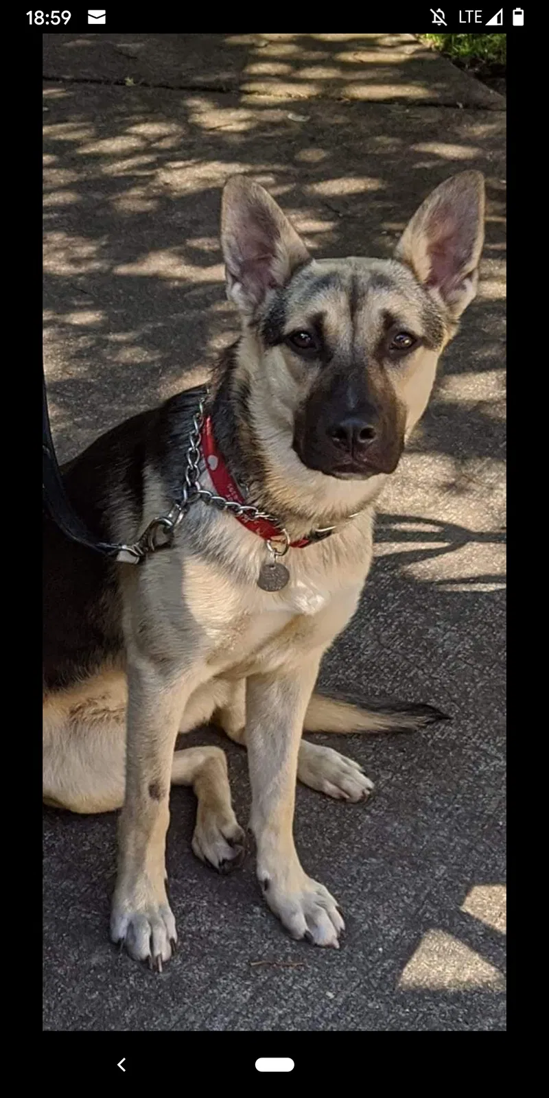 Lost dog in Tacoma, WA, 98446