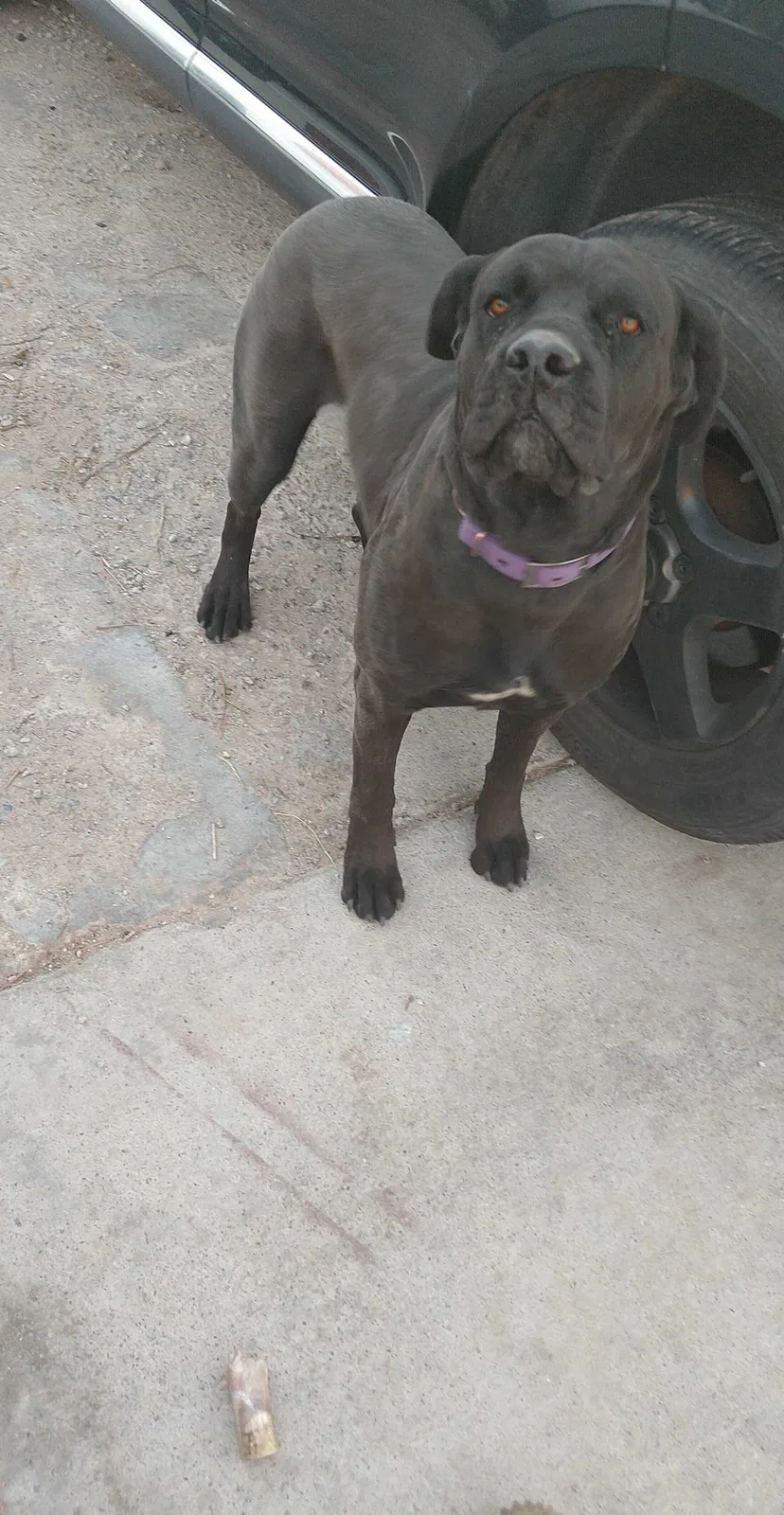 Lost dog in North Las Vegas, NV, 89030