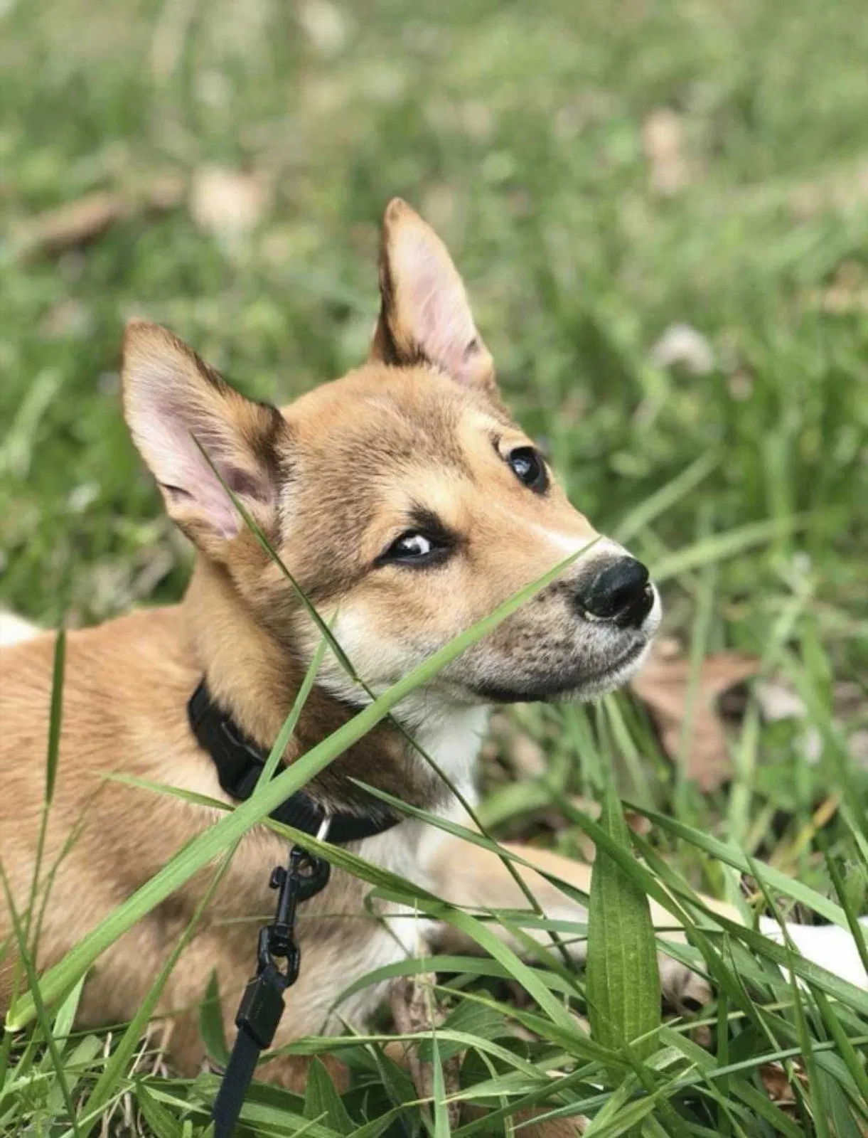 Lost dog in Lindale, GA, 30147