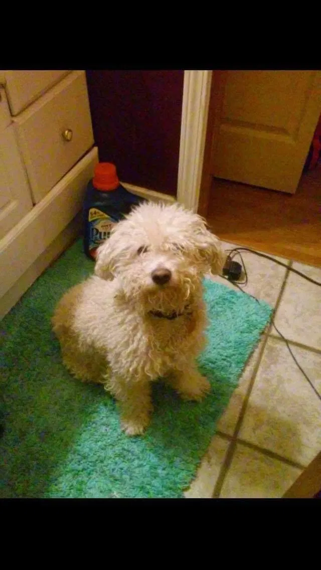 Lost dog in Lexington, KY, 40508