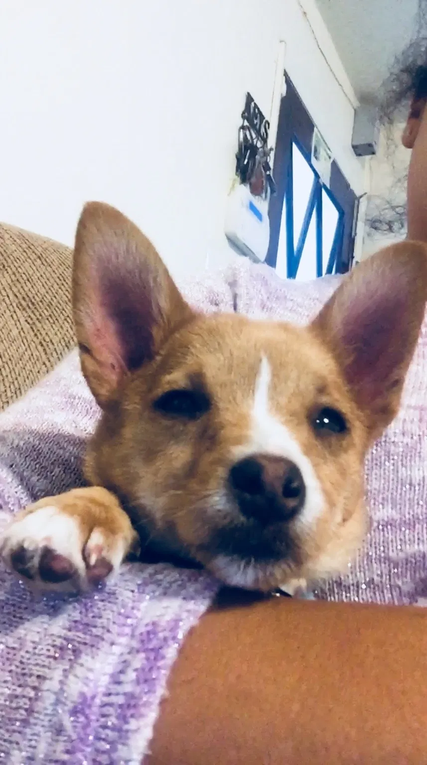 Lost dog in Porterville, CA, 93257