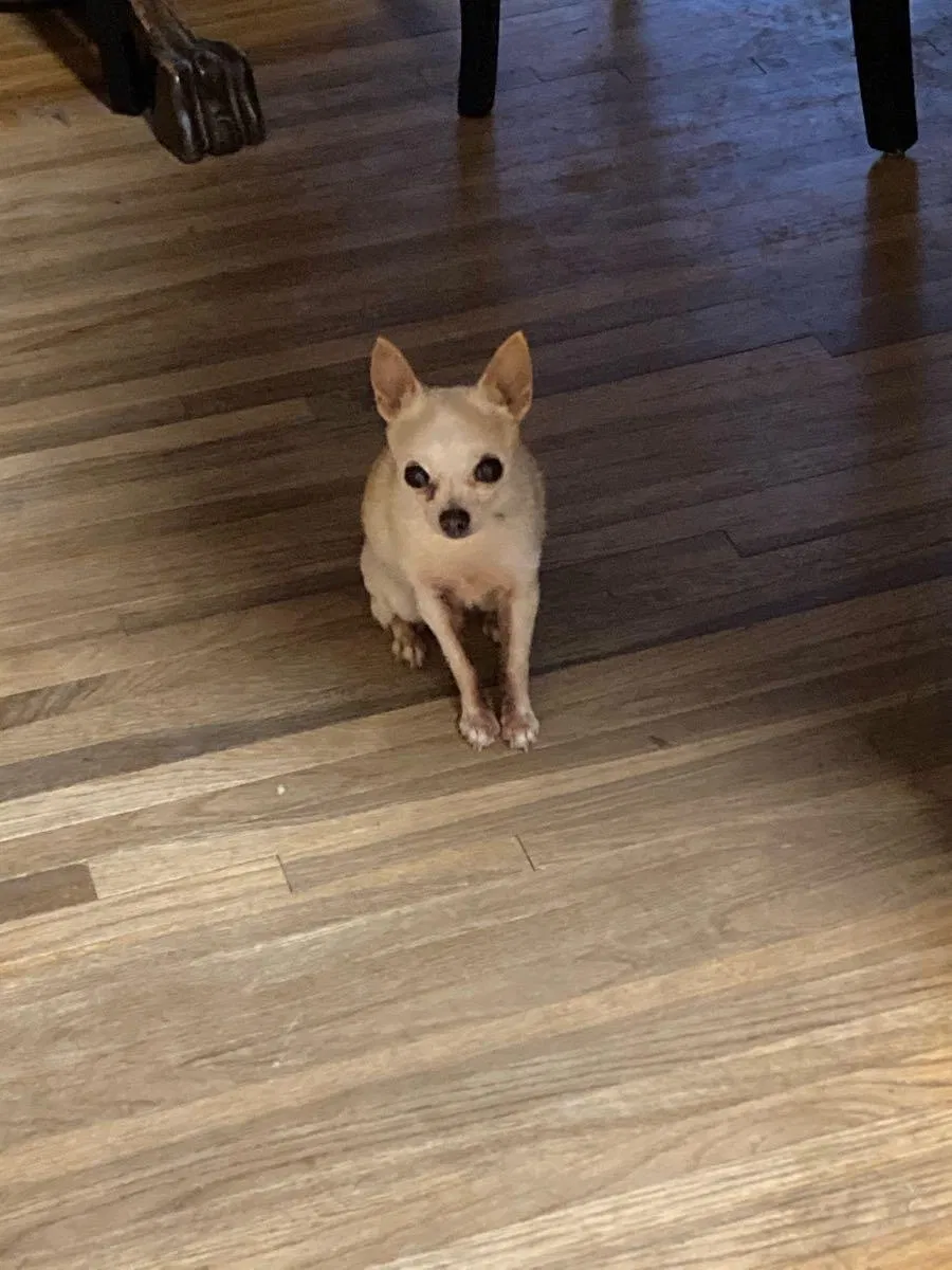 Lost dog in North Little Rock, AR, 72116