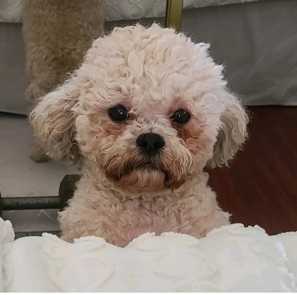 Lost dog in North Hollywood, CA, 91605