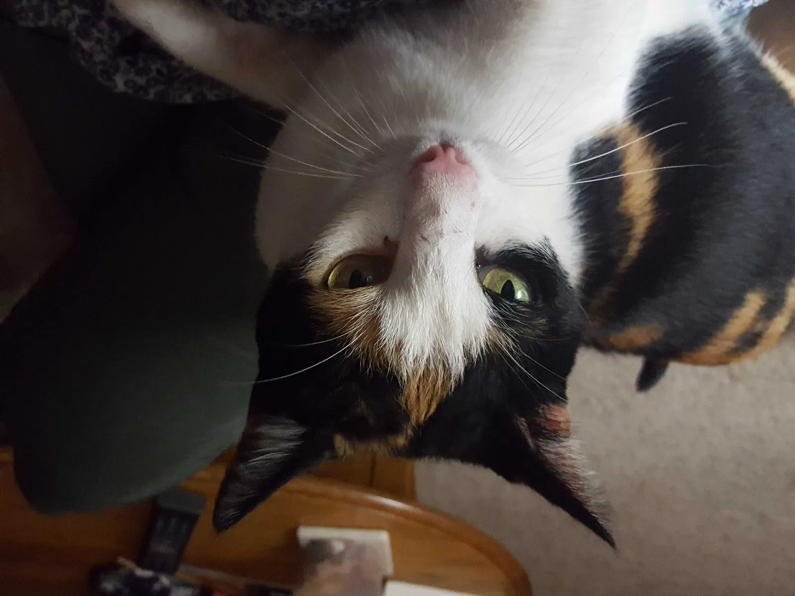 Lost cat in El Cajon, CA, 92021