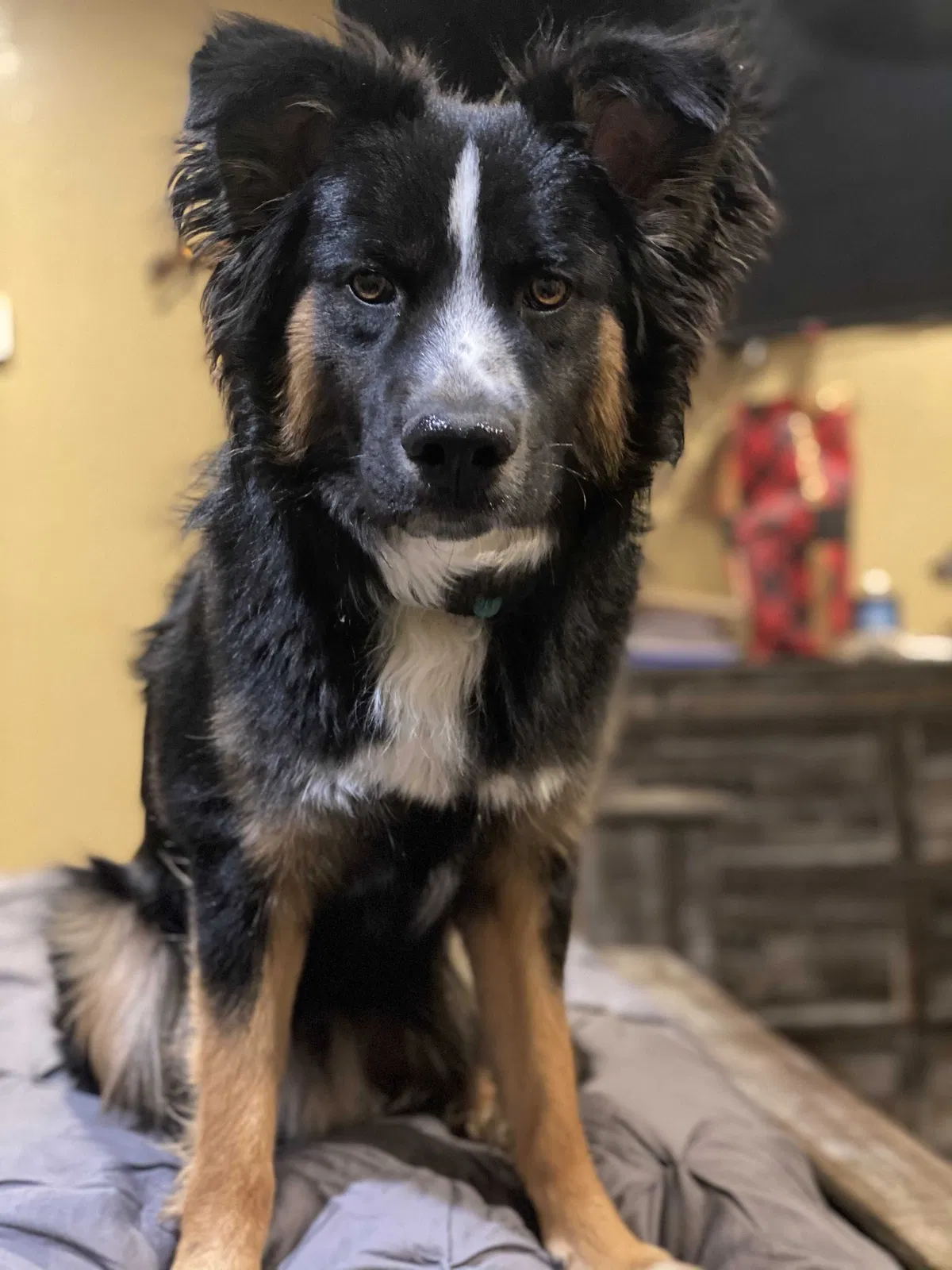 Lost dog in Odessa, TX, 79763