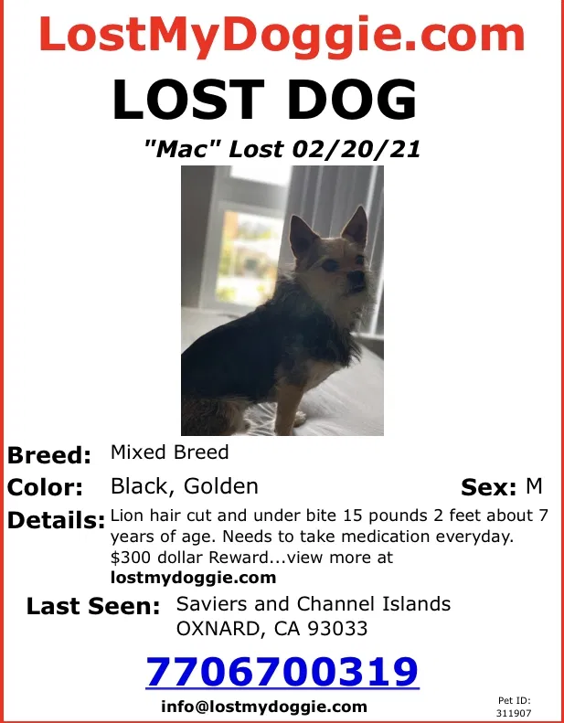 Lost dog in Oxnard, CA, 93033