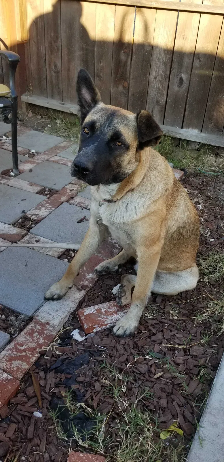 Lost dog in Los Angeles, CA, 90003