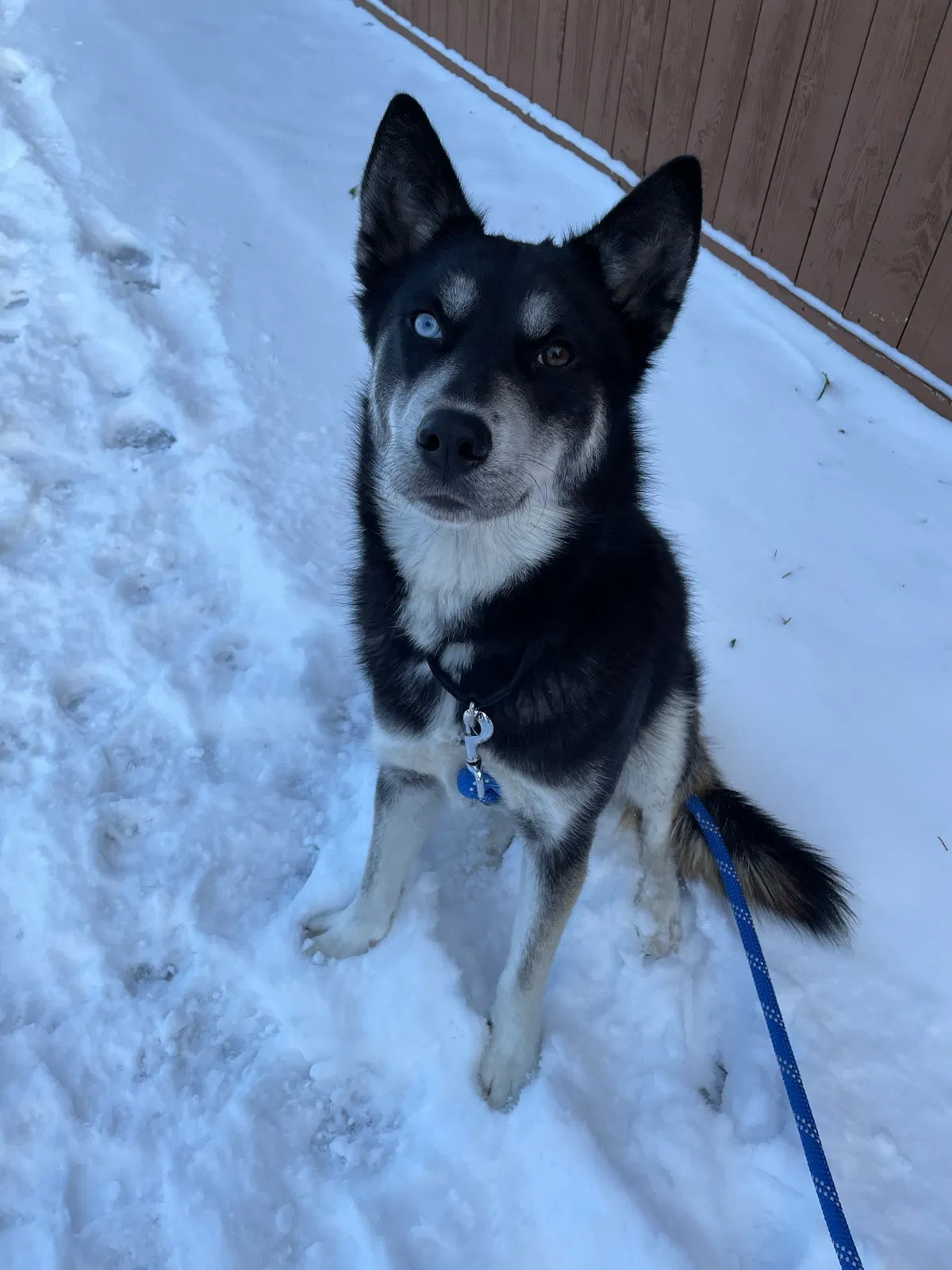 Lost dog in San Antonio, TX, 78251