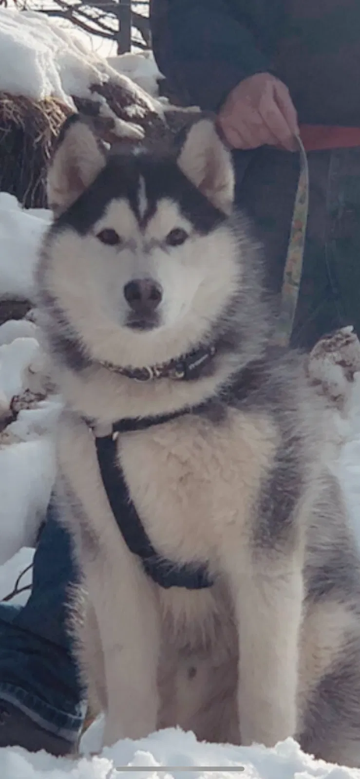 Lost dog in Riverside, CA, 92504