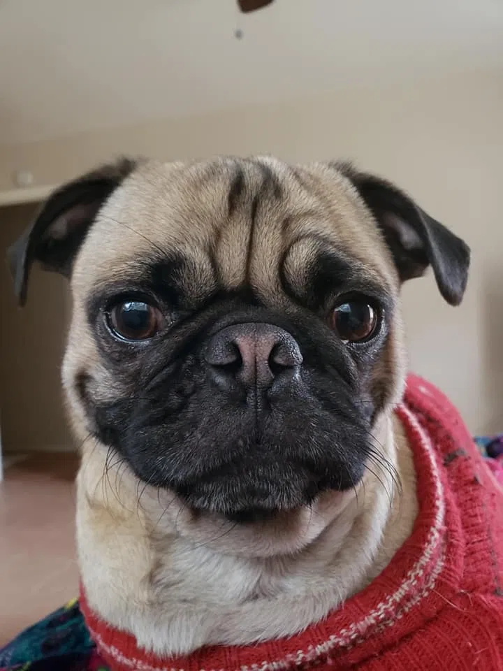 Lost dog in Harlingen, TX, 78550