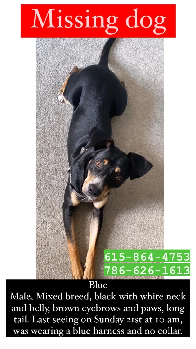 Lost dog in Chattanooga, TN, 37404