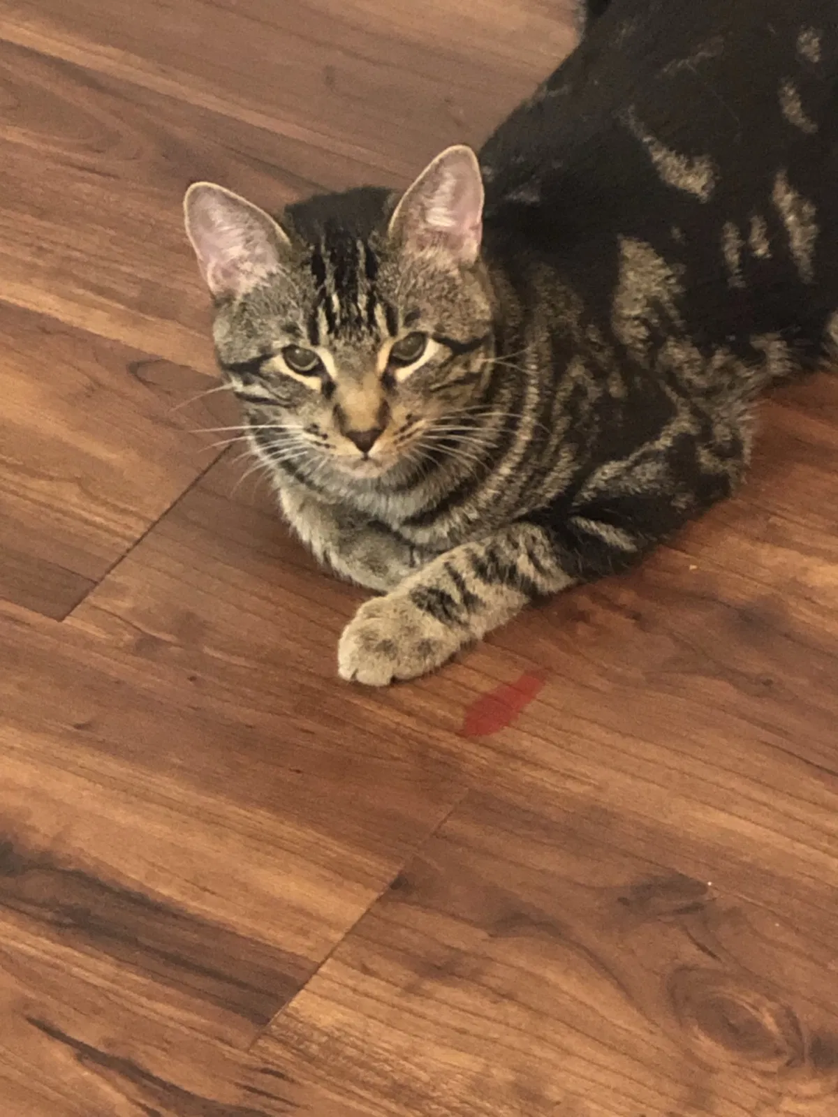 Lost cat in Los Angeles, CA, 90006