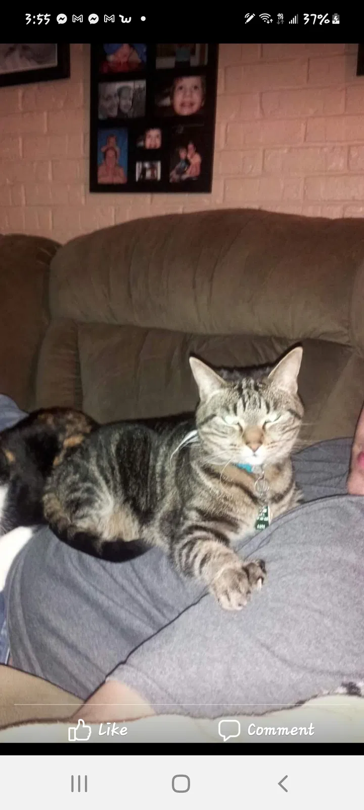 Lost cat in Fort Walton Beach, FL, 32548