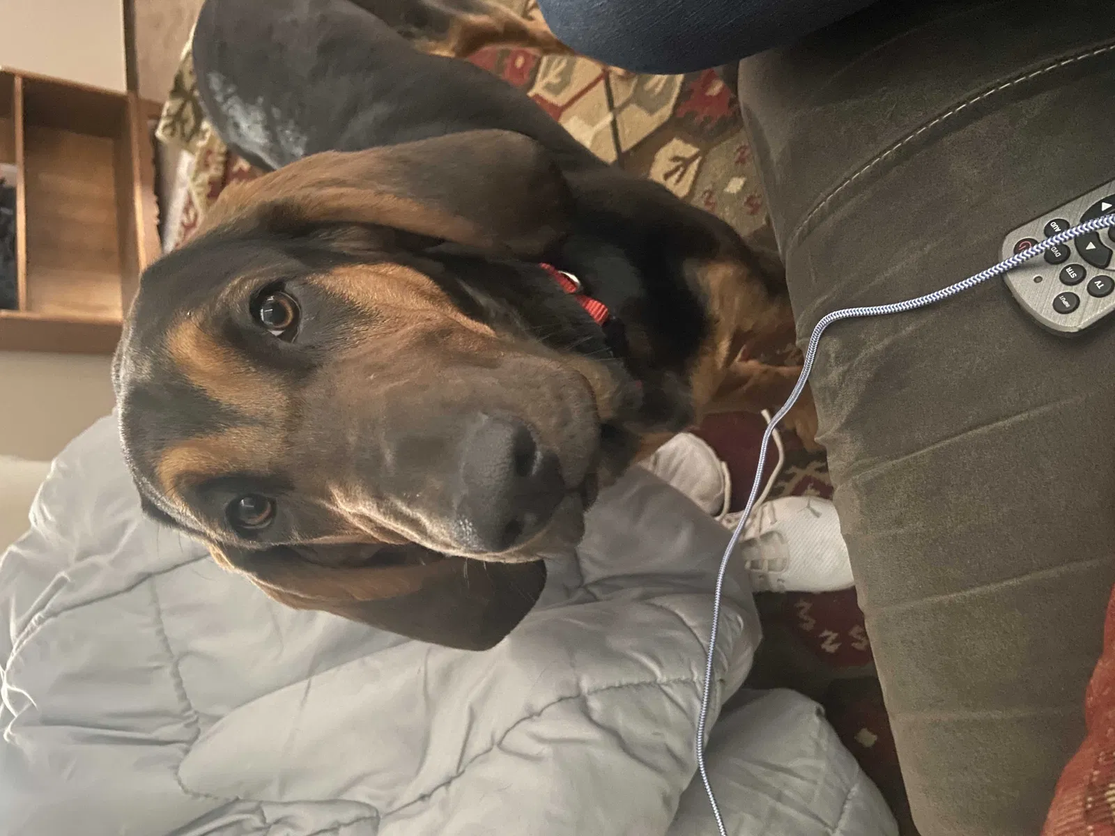 Lost dog in Albuquerque, NM, 87111