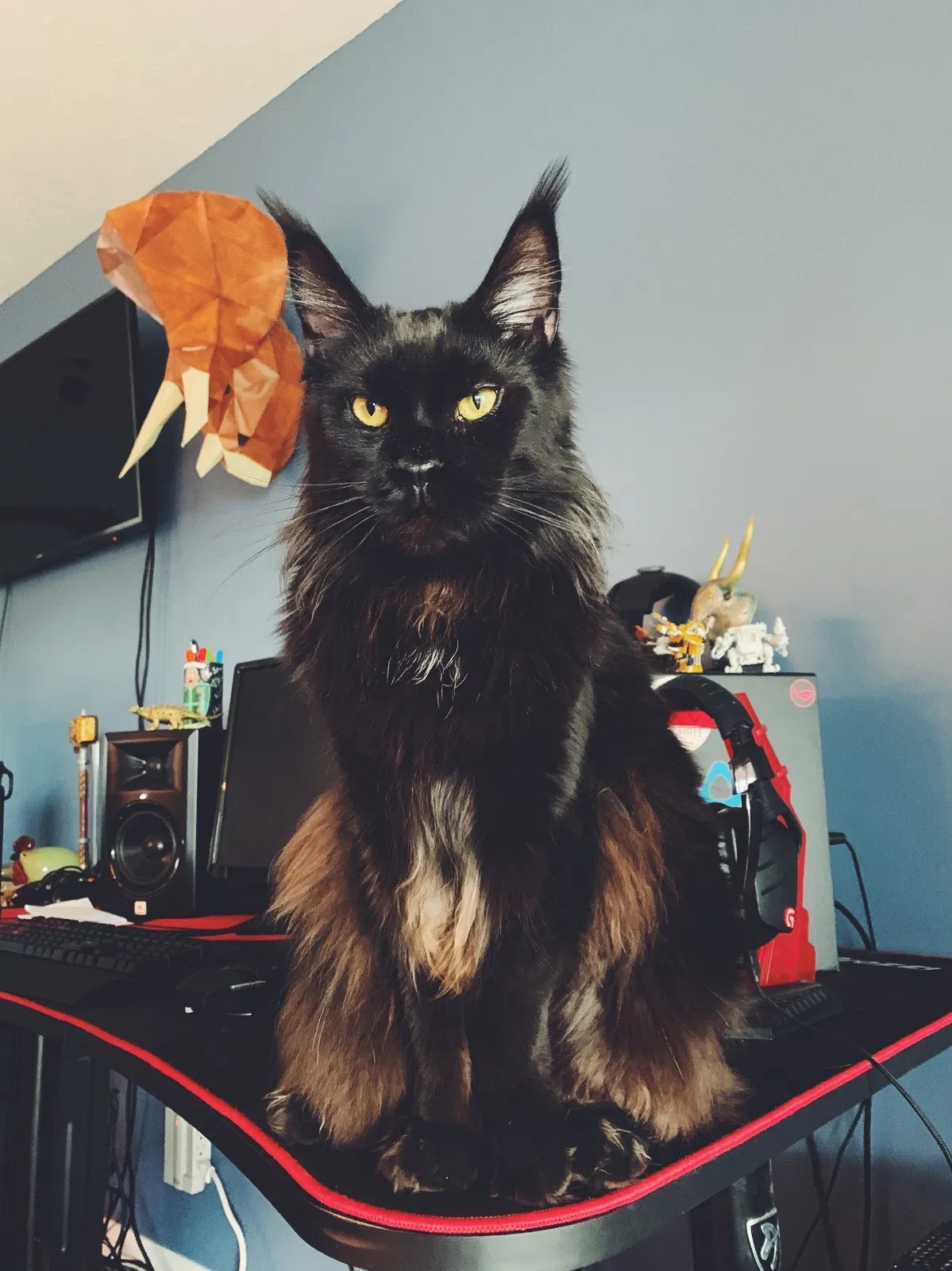 Lost cat in Boynton Beach, FL, 33436