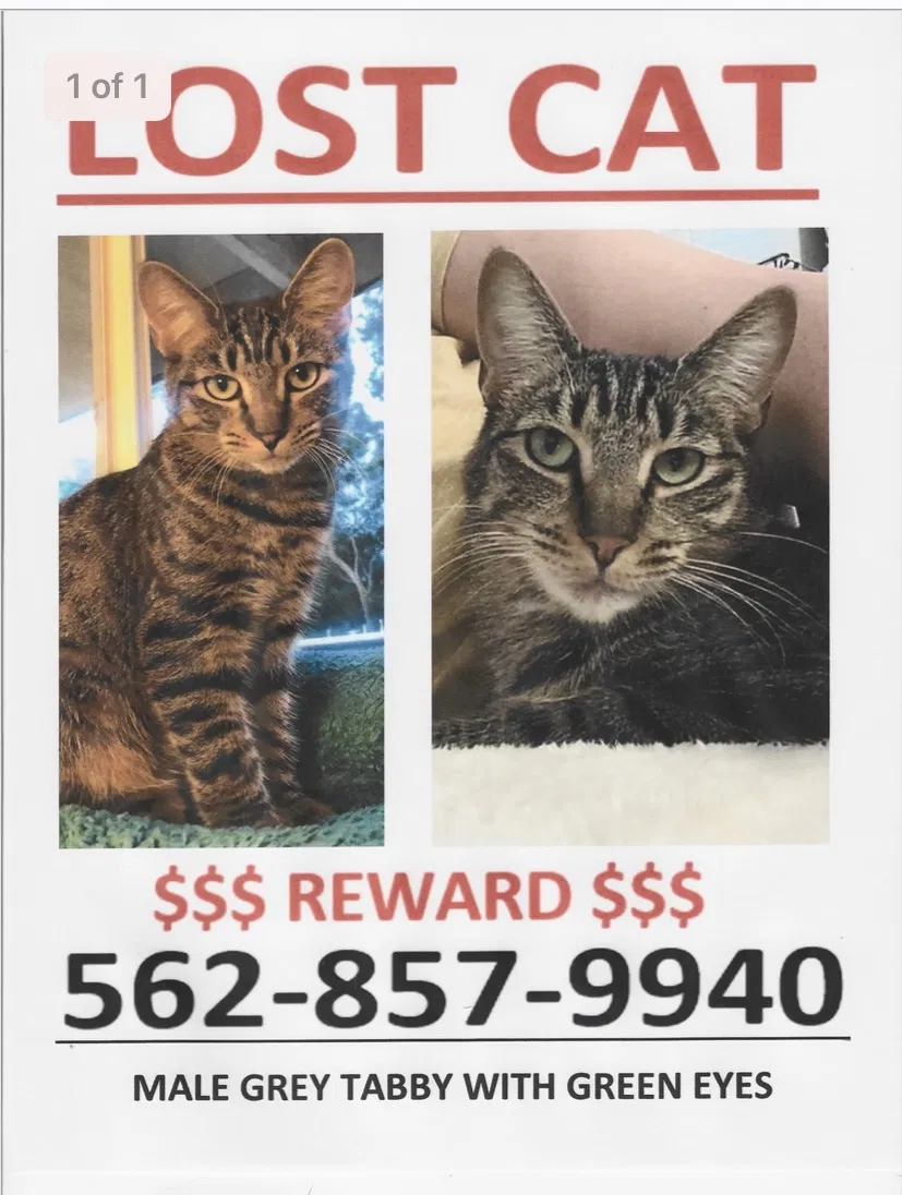 Lost cat in Fullerton, CA, 92832