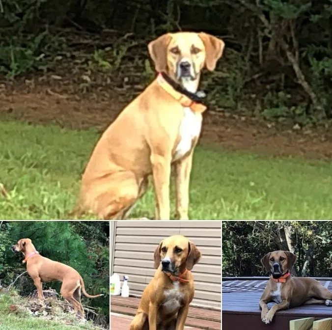 Lost dog in Trinity, AL, 35673