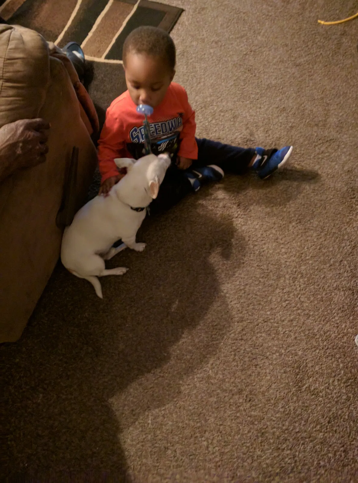 Lost dog in Garland, TX, 75043