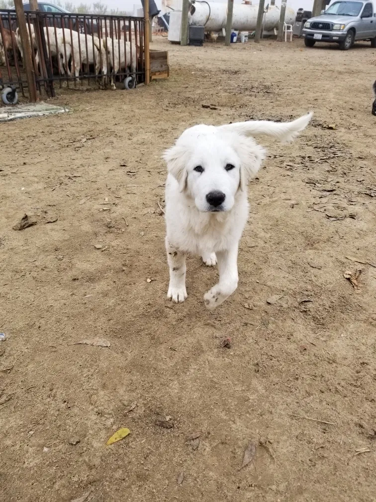 Lost dog in Caruthers, CA, 93609