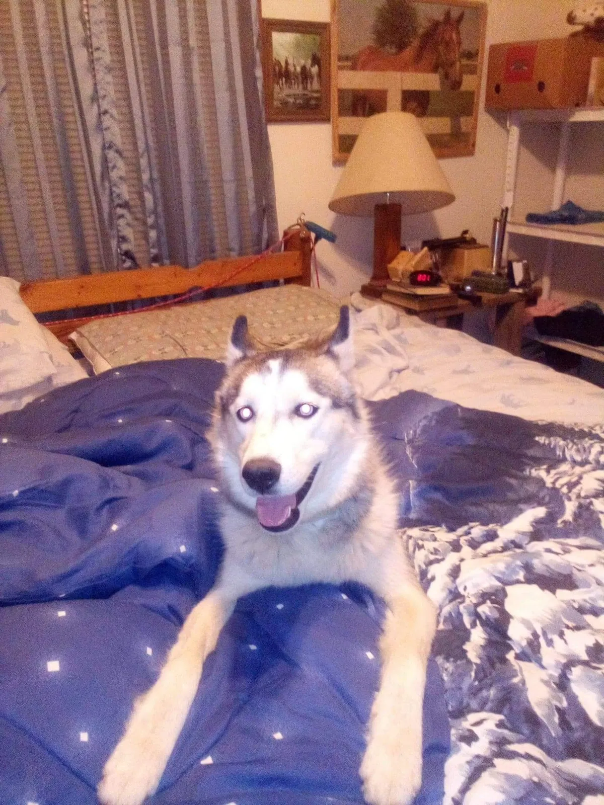 Lost dog in Washington, IN, 47501