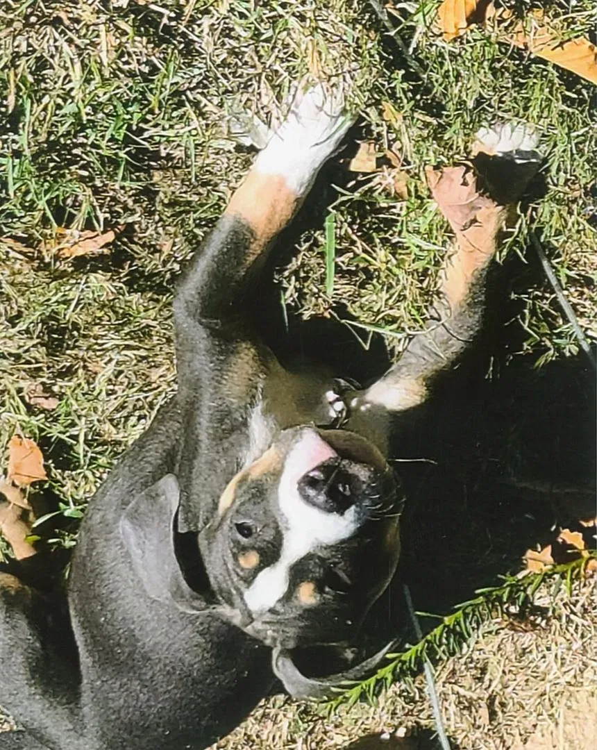 Lost dog in Louisville, KY, 40206