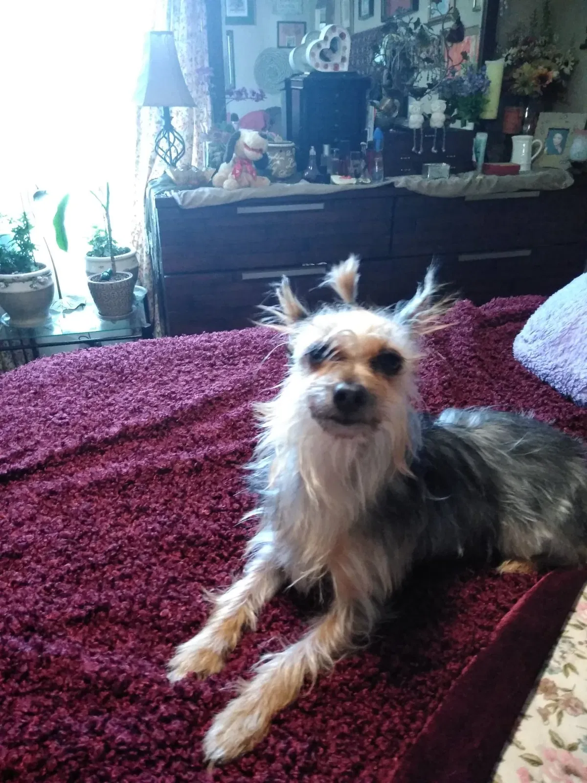 Lost dog in Fort Worth, TX, 76107