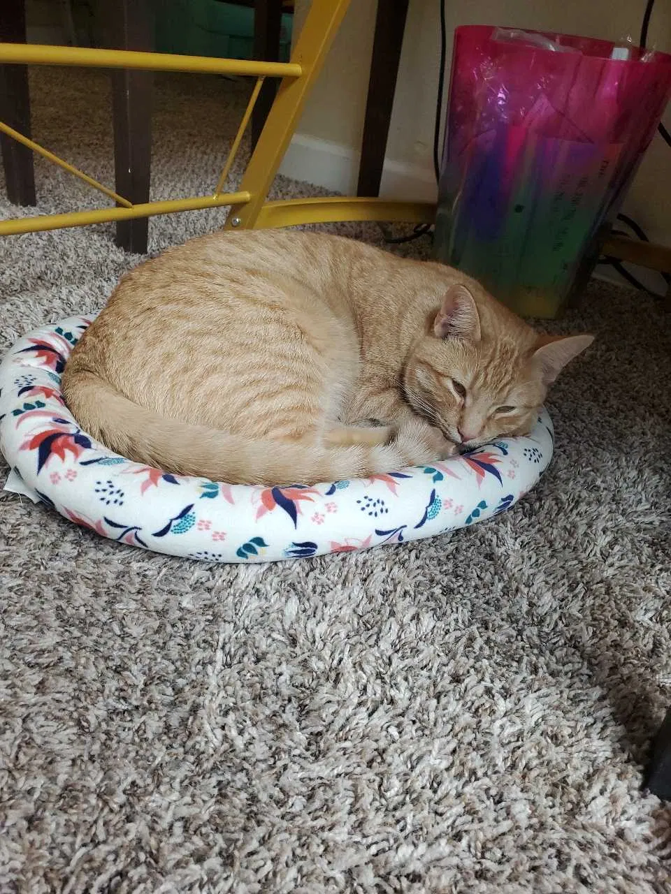 Lost cat in Sacramento, CA, 95841