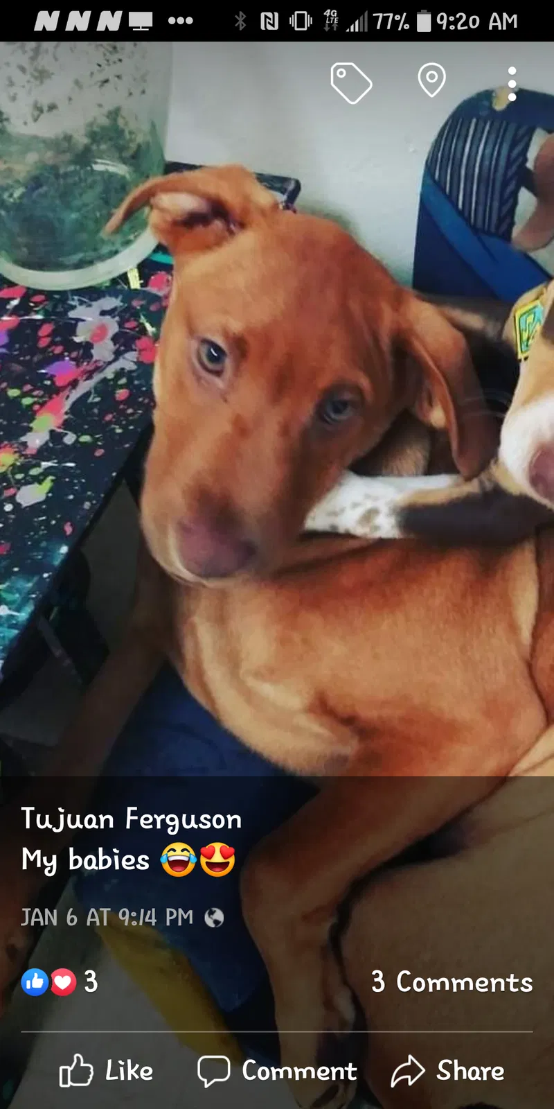 Lost dog in Tulsa, OK, 74110