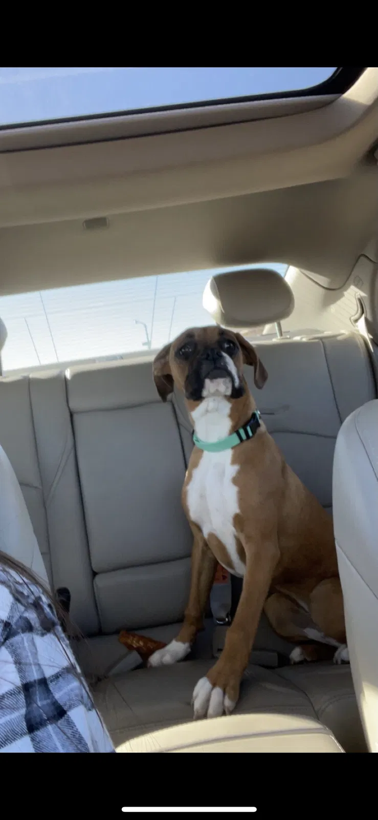 Lost dog in Unknown, TX, 79425