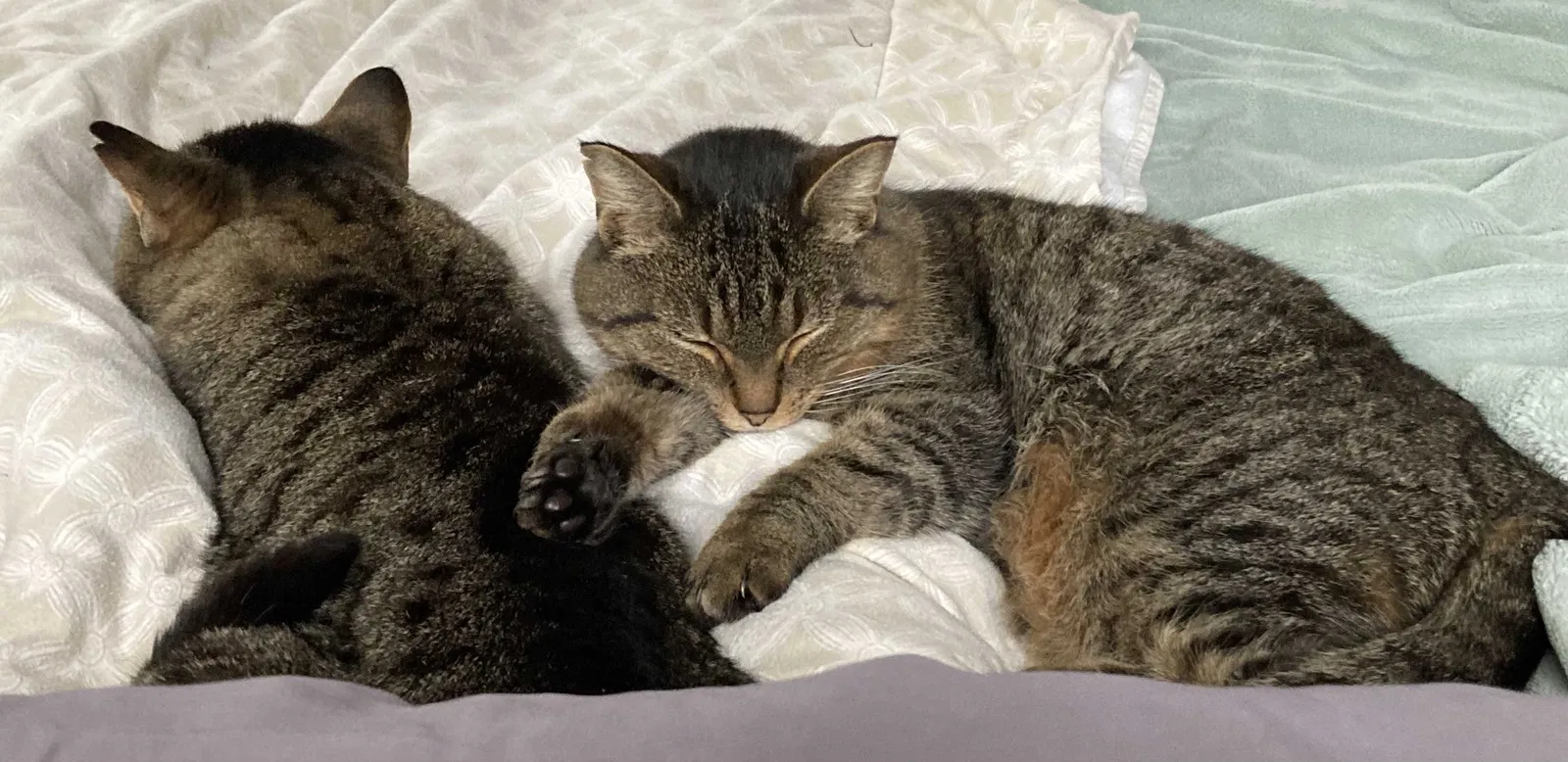 Lost cat in Middleville, MI, 49333