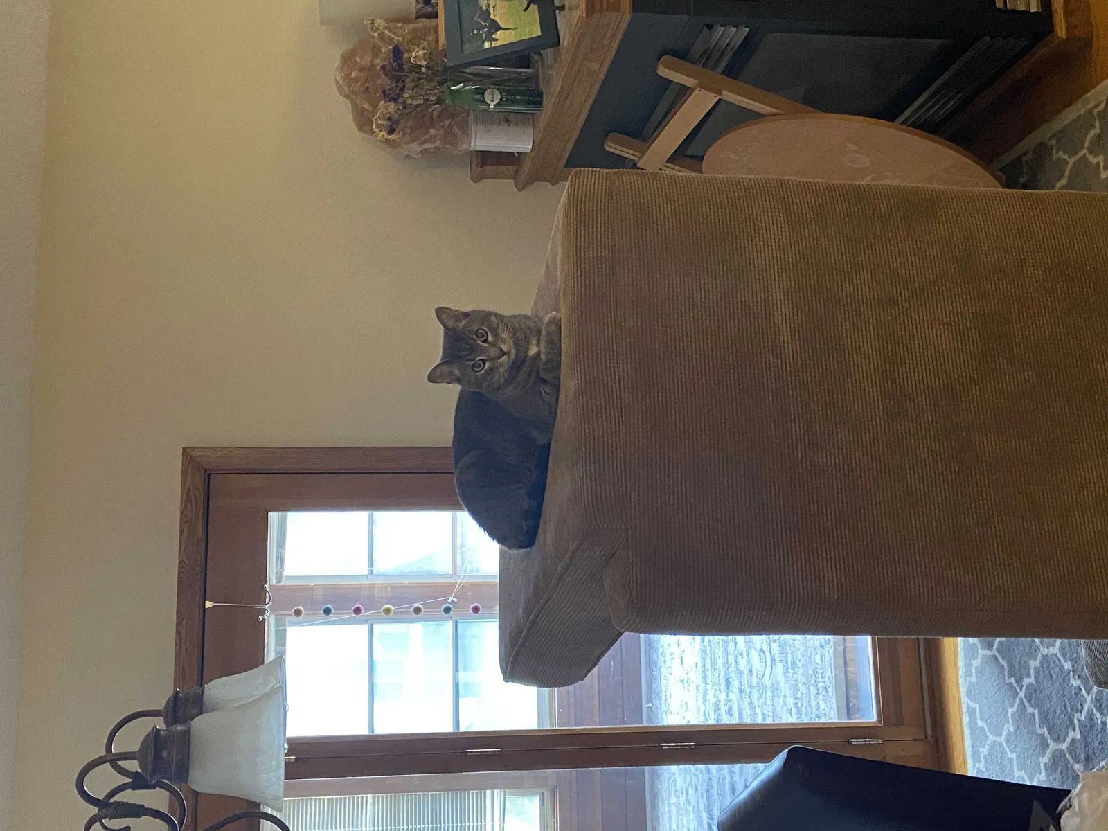 Lost cat in Saint Paul, MN, 55110