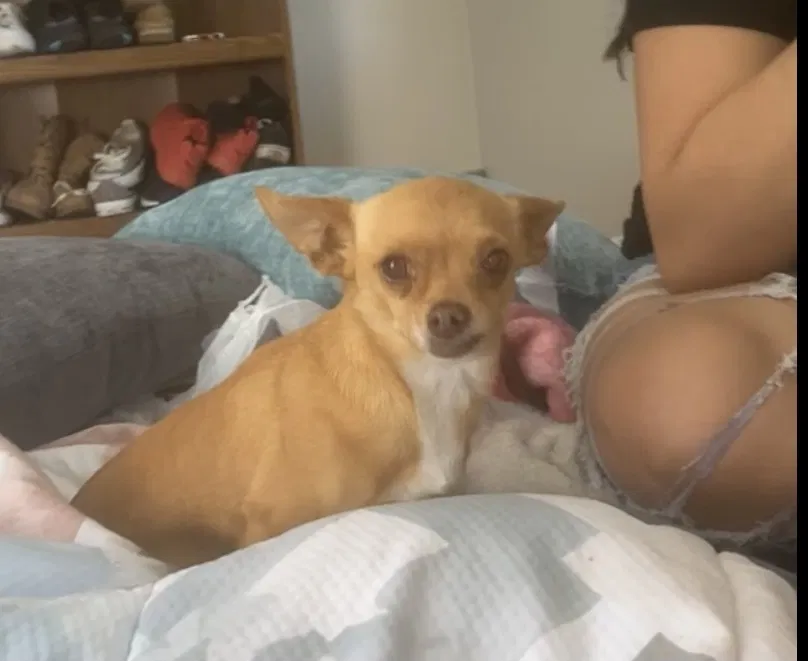 Lost dog in Dallas, TX, 75240