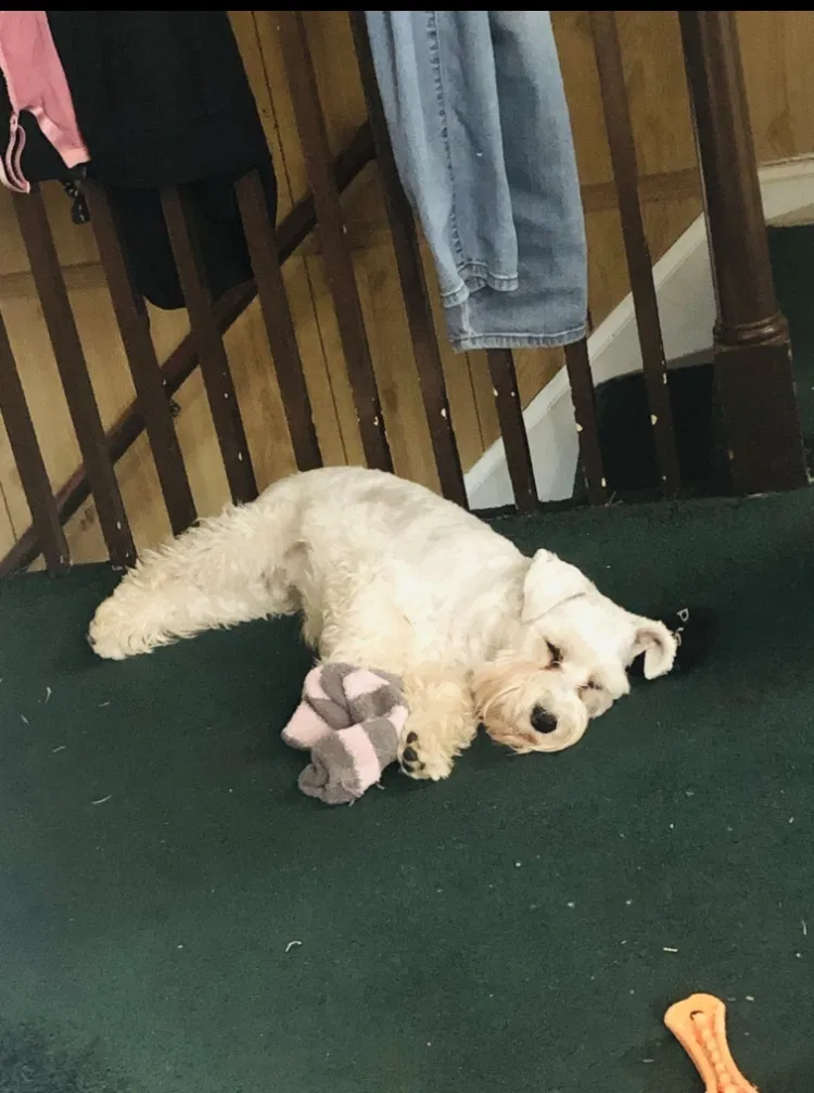 Lost dog in Temple Hills, MD, 20748
