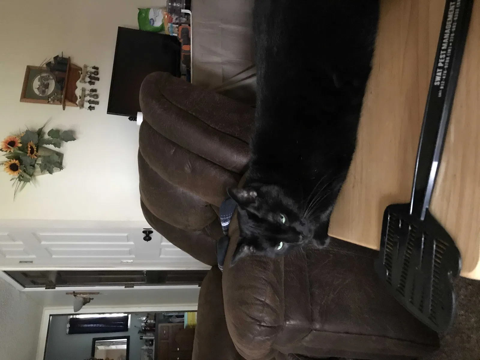 Lost cat in Newburgh, IN, 47630