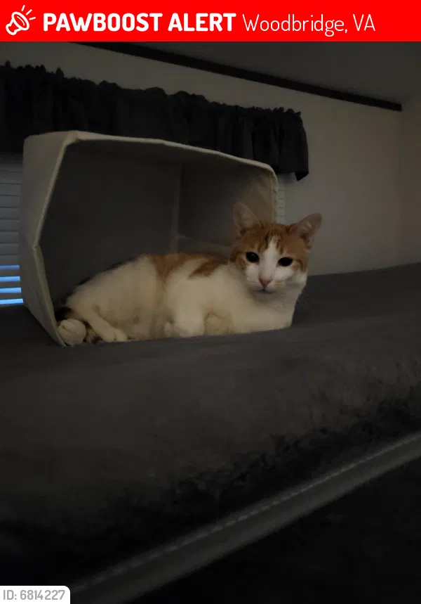 Lost cat in Woodbridge, VA, 22192