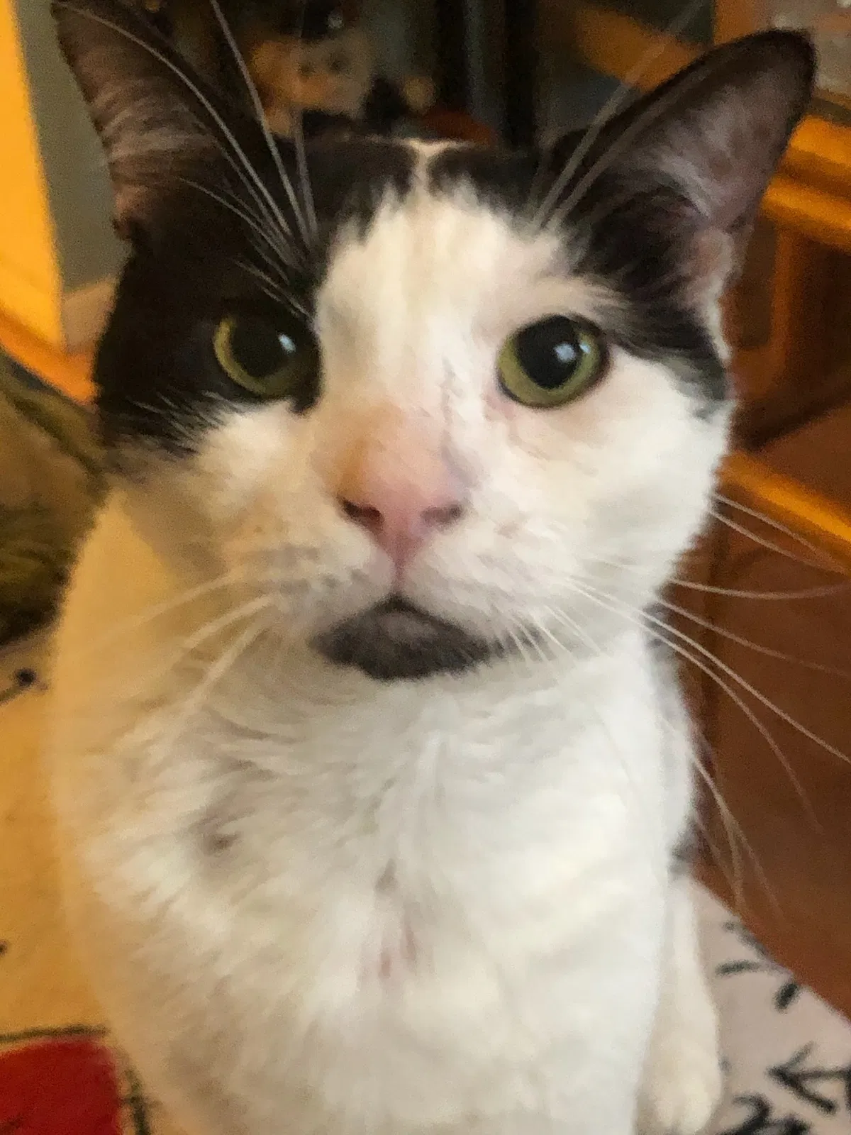 Lost cat in Cocoa, FL, 32927