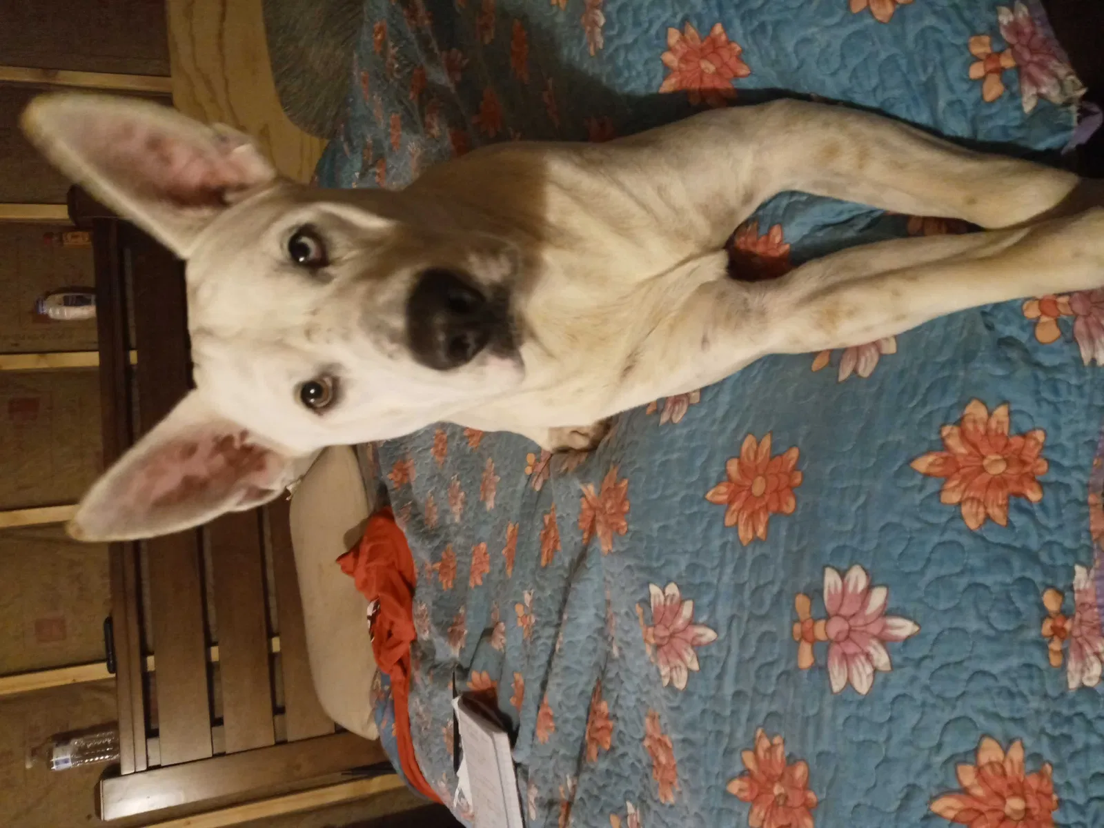 Lost dog in Clinton, SC, 29325