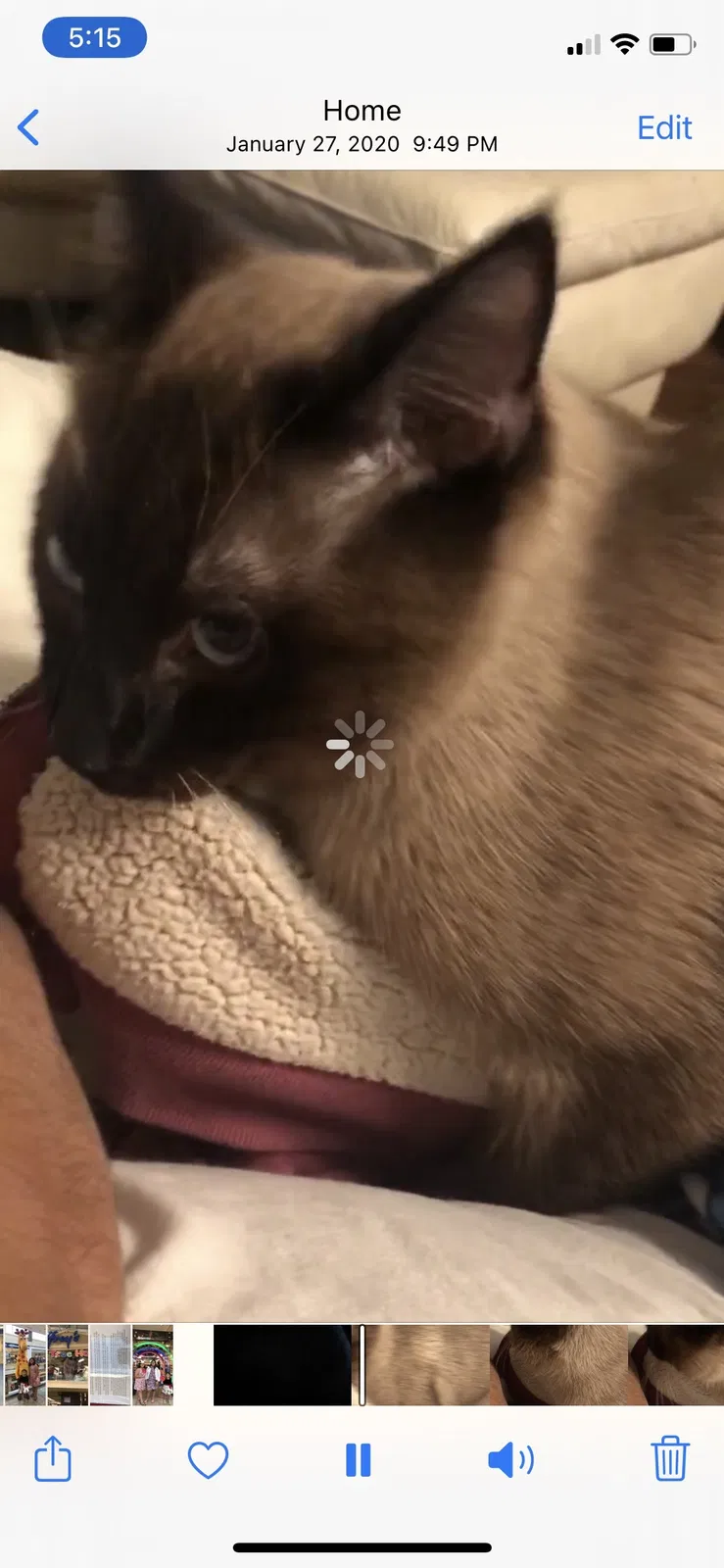 Lost cat in Spring, TX, 77389