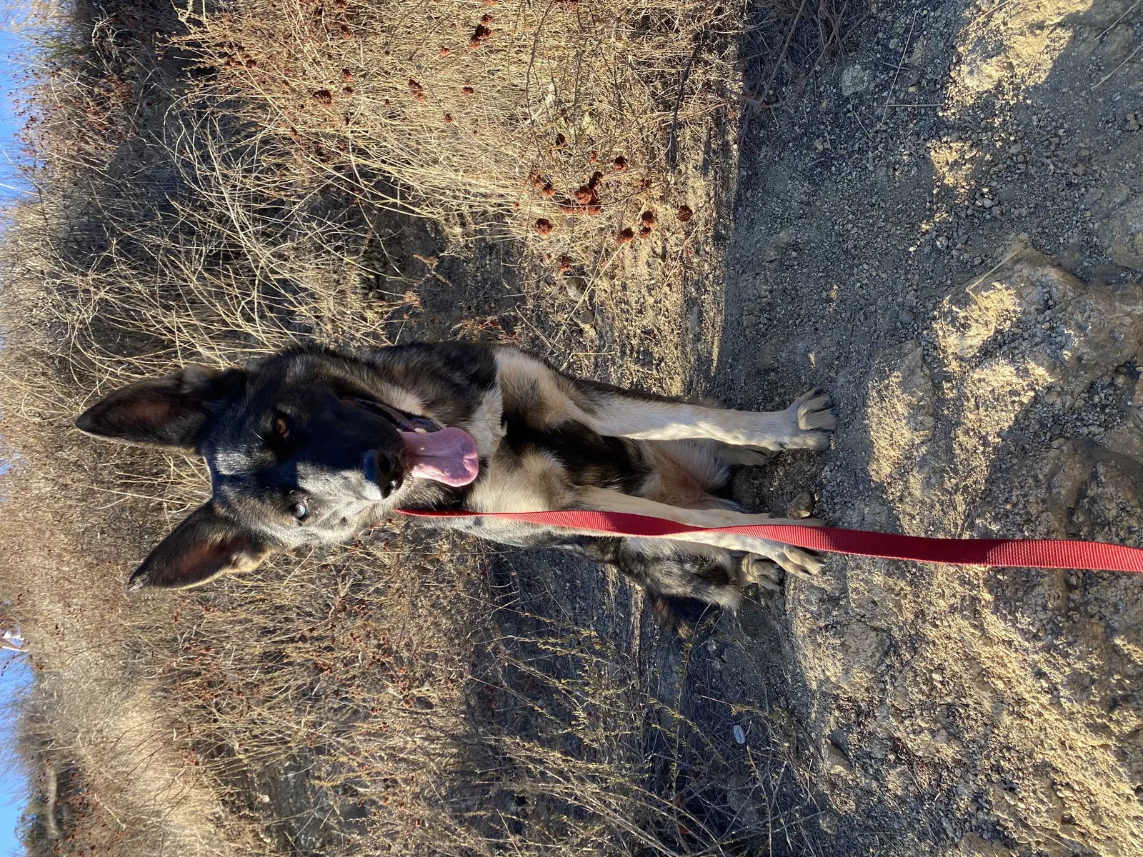 Lost dog in Los Angeles, CA, 90059
