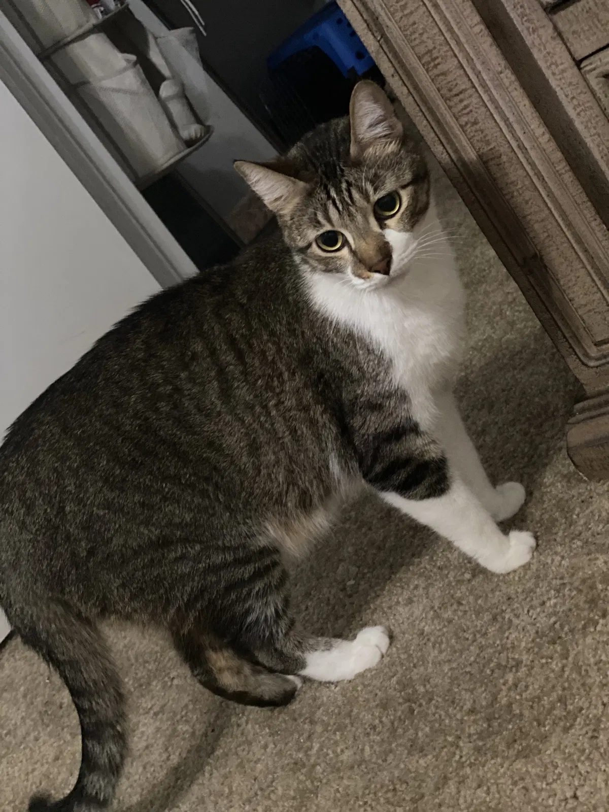 Lost cat in San Marcos, TX, 78666