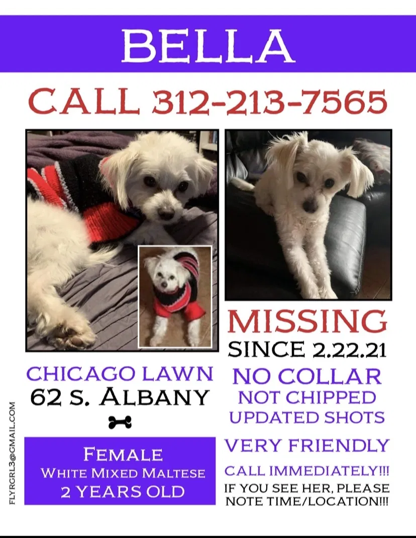 Lost dog in Chicago, IL, 60629