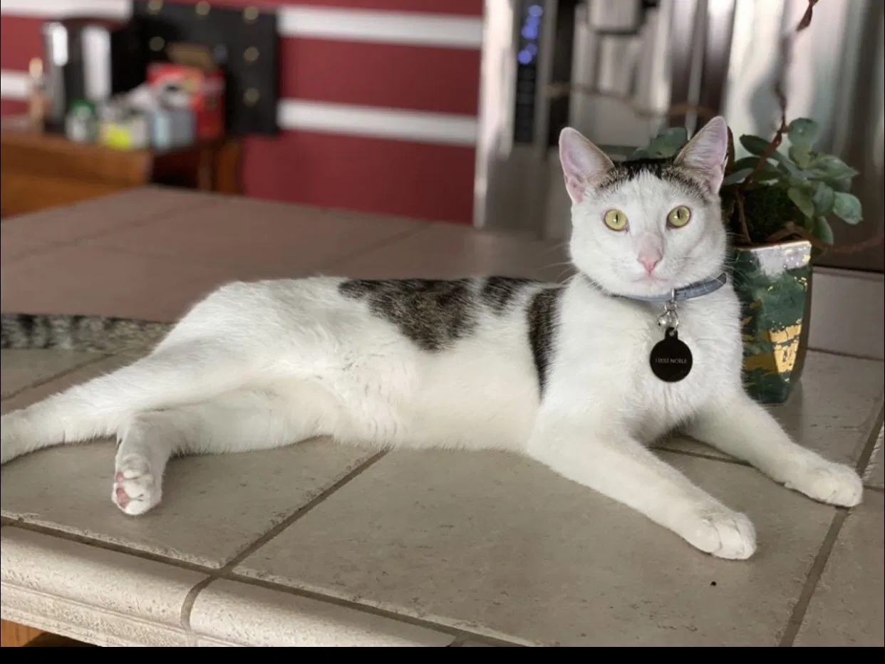 Lost cat in Modesto, CA, 95350