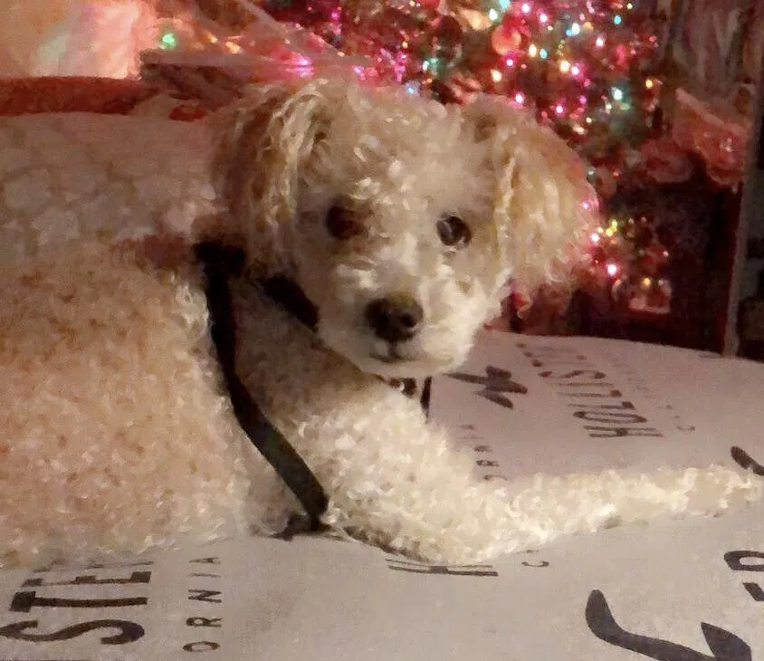 Lost dog in Garden Grove, CA, 92840