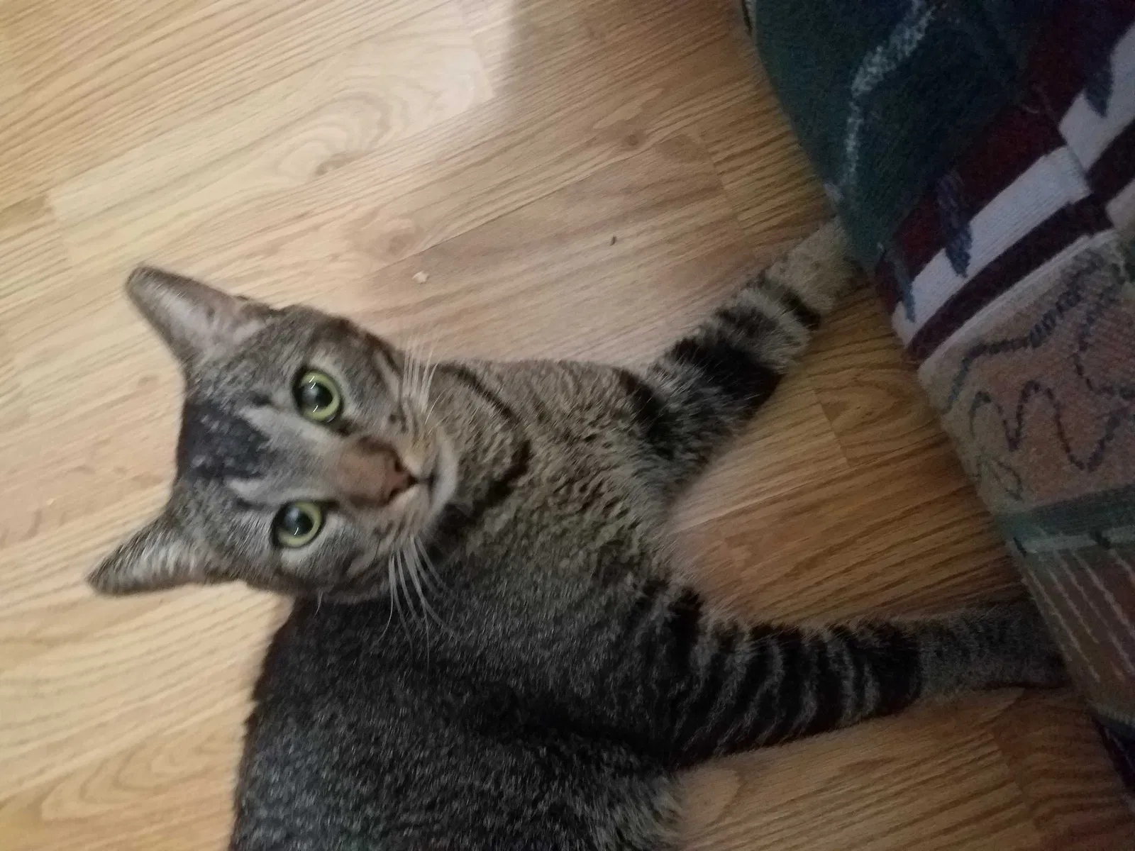 Lost cat in Mesa, AZ, 85208