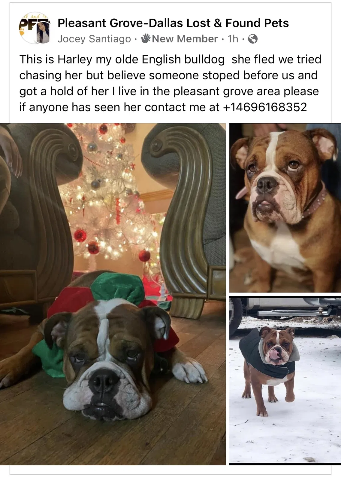 Lost dog in Dallas, TX, 75217
