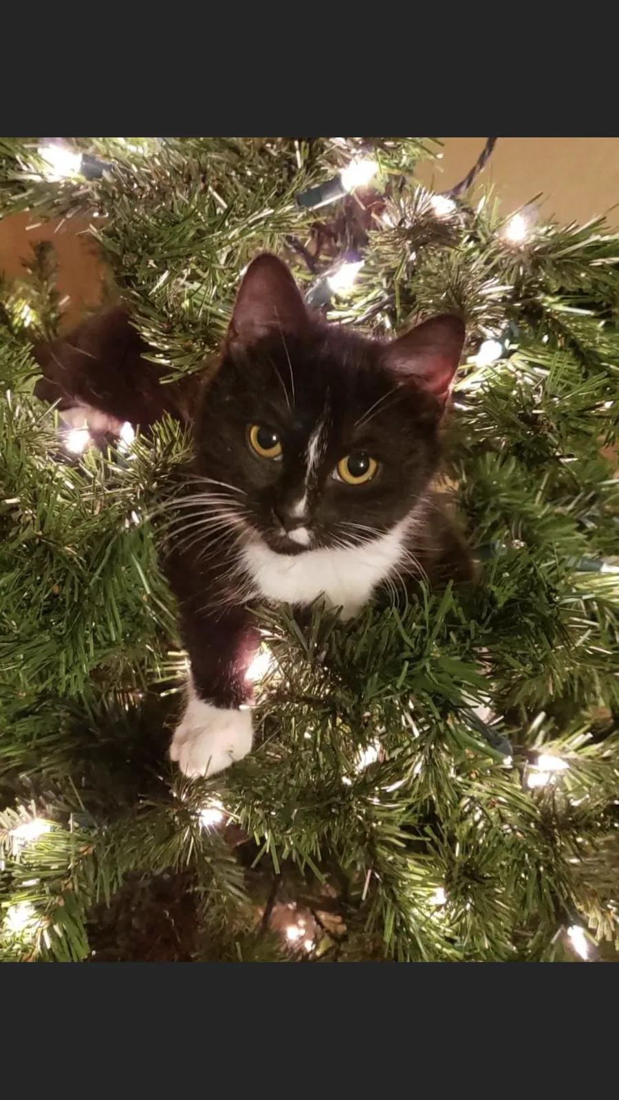 Lost cat in Bremerton, WA, 98312
