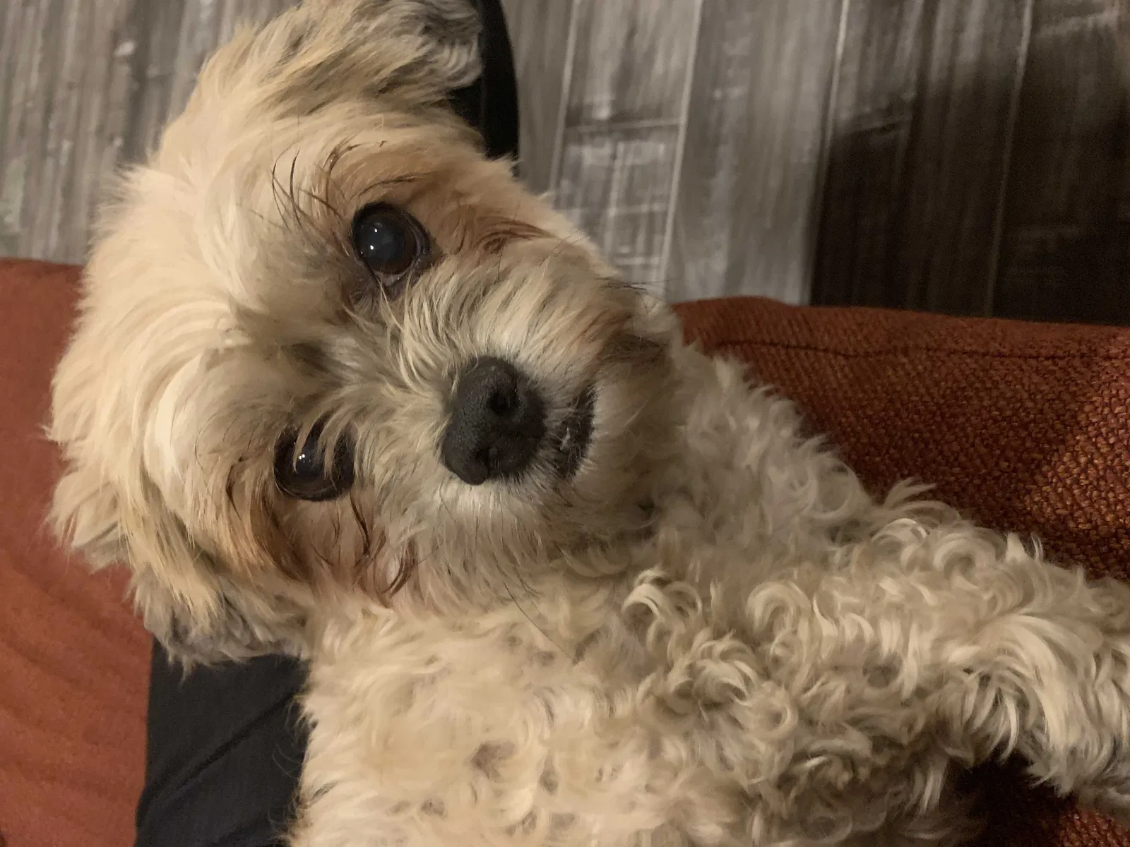 Lost dog in Las Vegas, NV, 89148