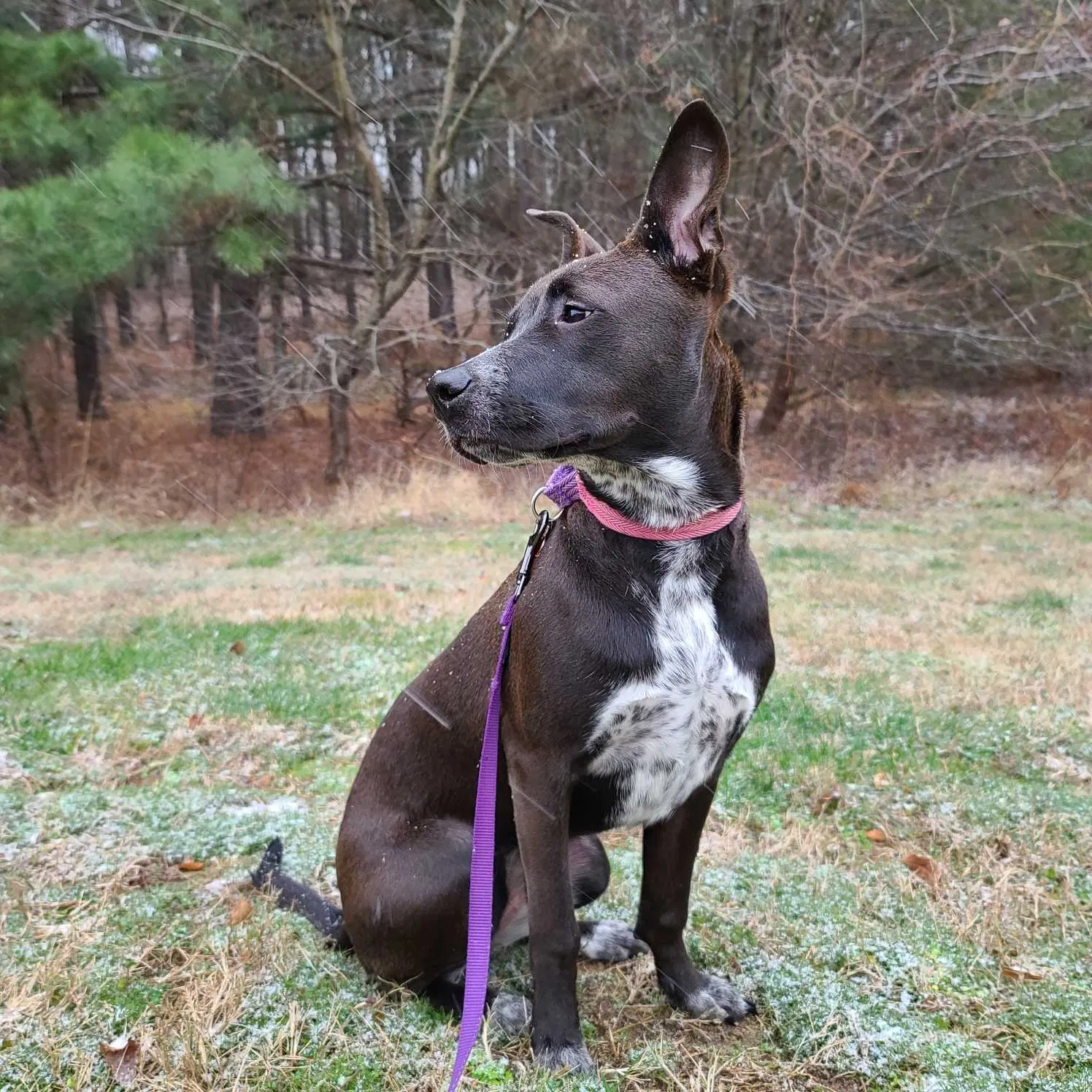 Lost dog in Essex, MD, 21221