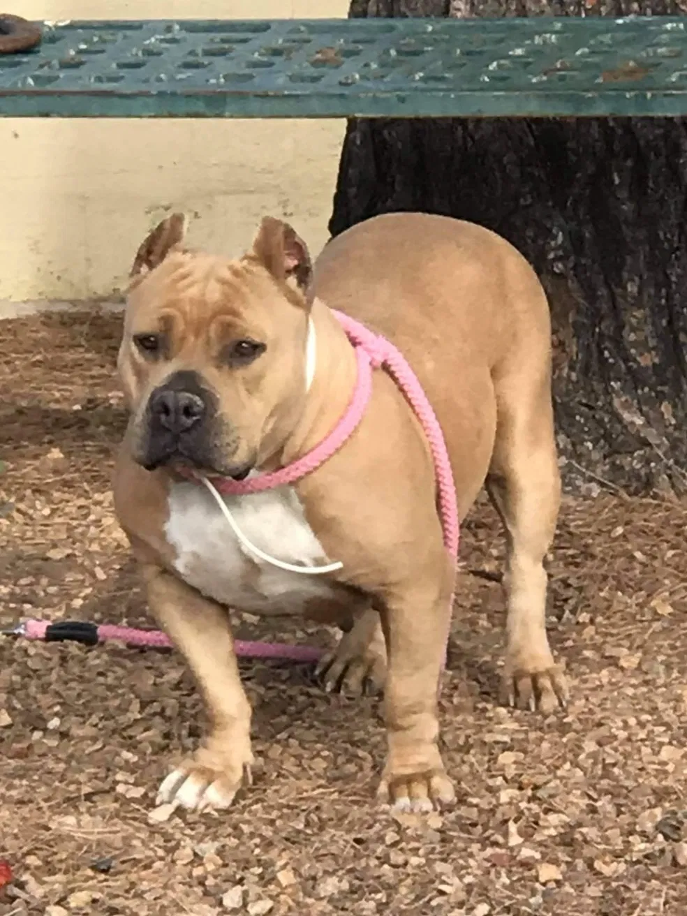 Lost dog in Tucson, AZ, 85706